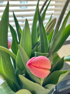 粉色郁金香与绿叶盆栽