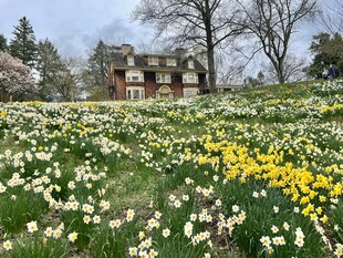 春日繁花环绕的古朴小屋