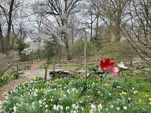 春日花园花卉美景