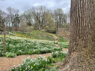 春日树下烂漫花卉景观
