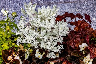 多彩花卉植物特写