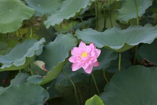 娇艳荷花绽放于绿叶间