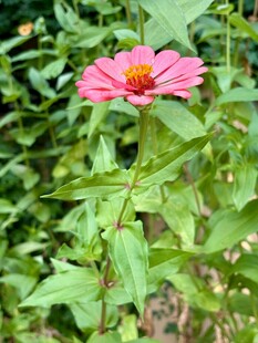 娇艳粉色花朵绽放绿叶间