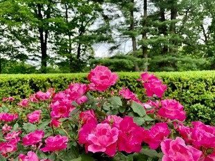 娇艳盛放的粉色玫瑰花丛
