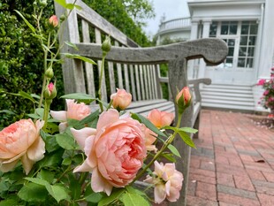 长椅旁绽放的柔美粉玫瑰