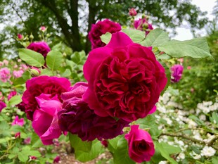 娇艳盛放的深红月季花