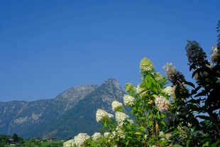 山间繁花与远峰美景