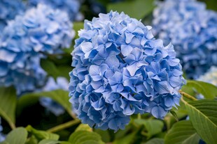 蓝色绣球花绽放