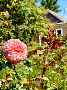 花园中的娇艳粉色大丽花