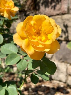 娇艳黄玫瑰绽放