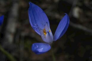 蓝色番红花特写