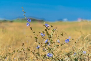 田野中的蓝色小花绽放
