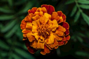 橙红色万寿菊特写