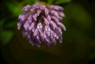 紫色绒球花朵特写