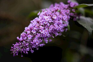 紫色穗状花特写