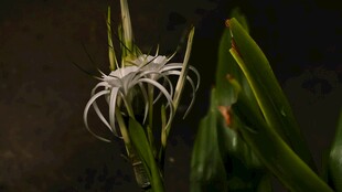 绽放的奇特白色花朵