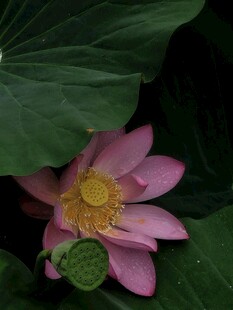 娇艳荷花藏于绿叶间