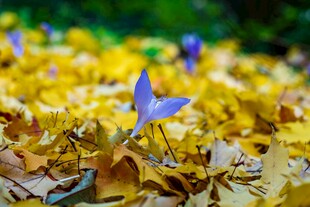 落叶中绽放的紫色小花