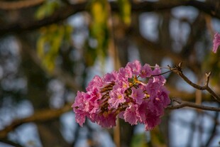 枝头绽放的粉色美丽花朵