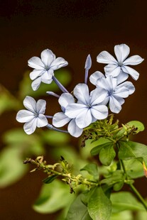 蓝雪花绽放的美丽瞬间