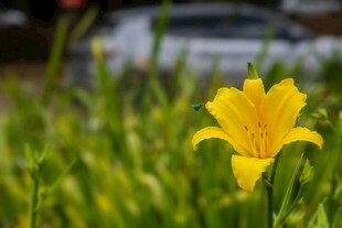 黄色萱草绽放于绿草丛中