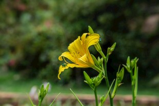 黄色单朵花绽放于绿意中