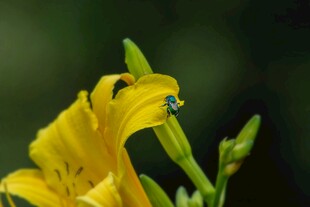 黄色萱草上的晶莹水珠