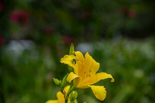 黄色萱草花绽放