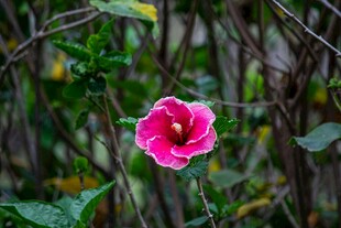 娇艳粉色木槿花绽放