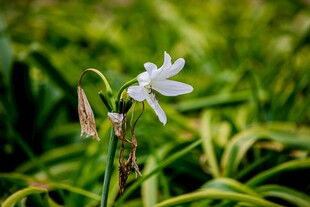 白色孤花绽于葱郁绿叶间