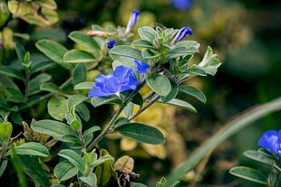蓝花绿叶的清新植物景观