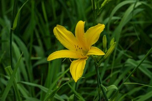 黄色萱草绽放于绿草间