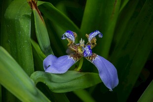 蓝紫色鸢尾花绽放