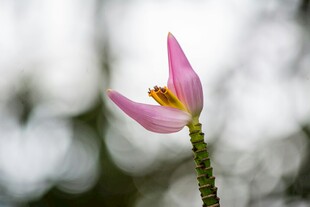 单枝粉色小花特写