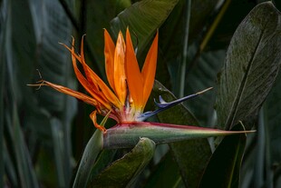 艳丽鹤望兰绽放