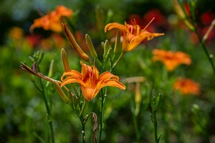 绽放的橙色萱草花