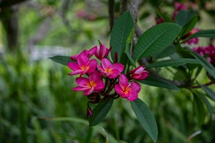 娇艳绽放的粉色花卉