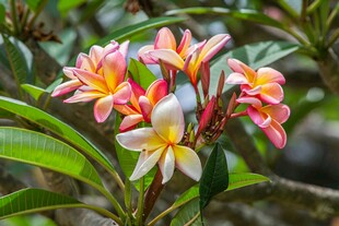 多彩鸡蛋花绽放绿叶间