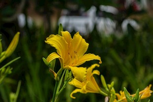 绽放的黄色萱草花