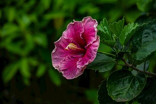 娇艳粉色木槿花