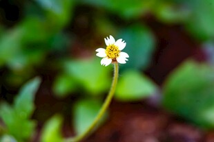 单株小花绽放绿意间