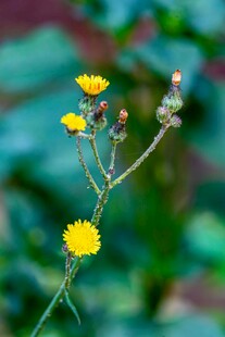 黄色小花绽放于绿叶间