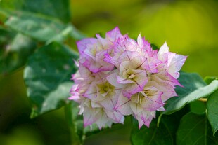 粉白锦带花绽放