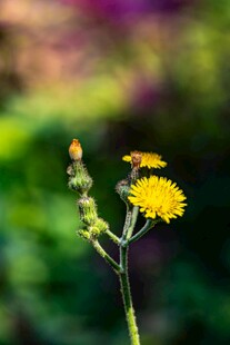 两朵黄色小花绽放
