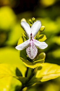 白色小花绽放绿叶间