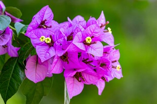 娇艳紫三角梅绽放