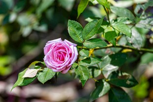 娇艳粉色玫瑰绽放绿叶间