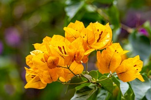 鲜艳黄色三角梅绽放