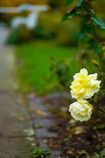 路边绽放的两朵黄玫瑰