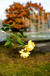 秋日黄花 一抹亮丽景致